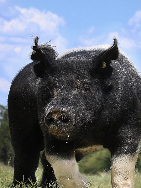thomas boar head.JPG